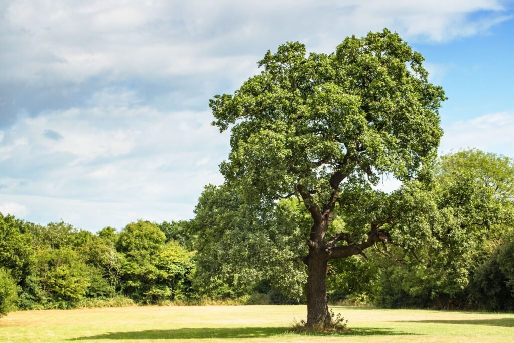Pedunculate Oak - Quercus robur