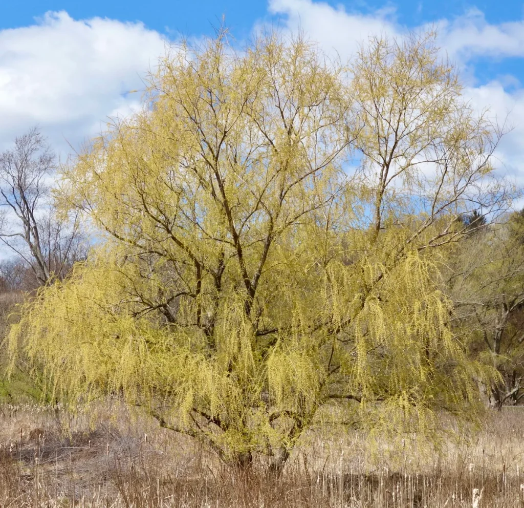 Golden Willow - Salix alba Vitellina
