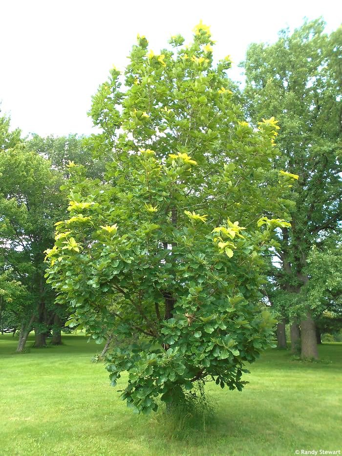 Japanese Emperor Oak - Quercus dentata