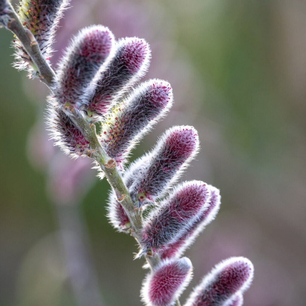 Japanese Pussy Willow - Salix gracilistyla MOUNT ASO