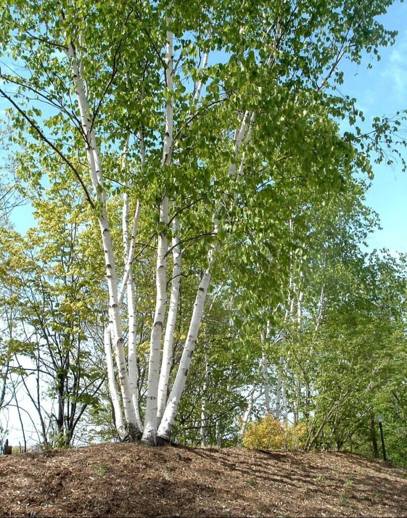 Paper Birch - Betula papyrifera