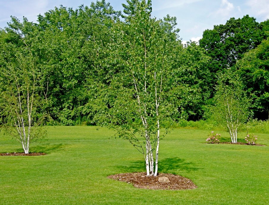 Paper Birch - Betula papyrifera
