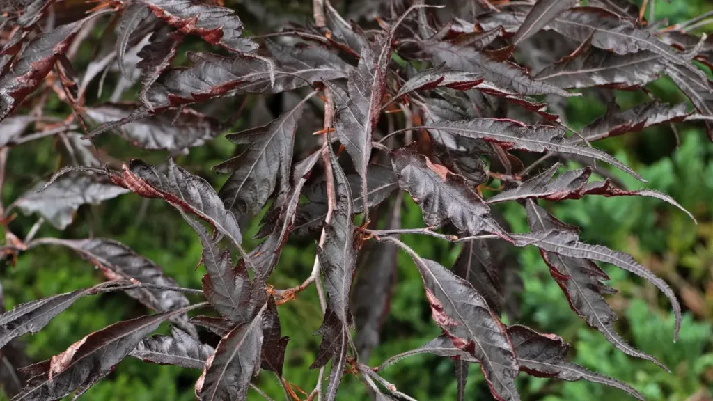 Fagus sylvatica MIDNIGHT FEATHER