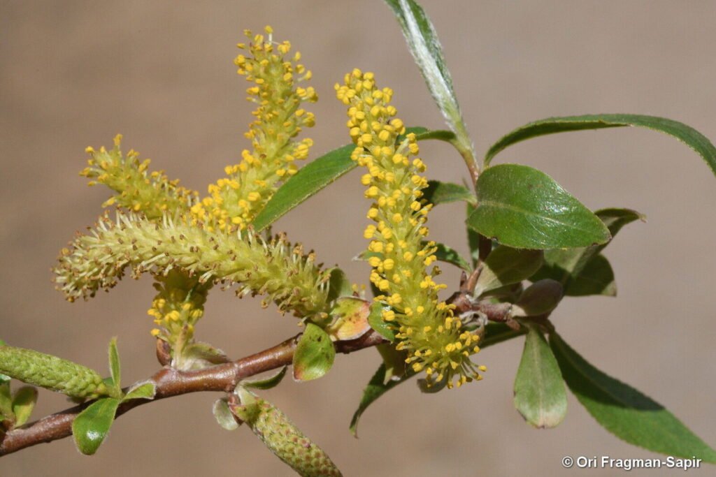 White Willow - Salix alba