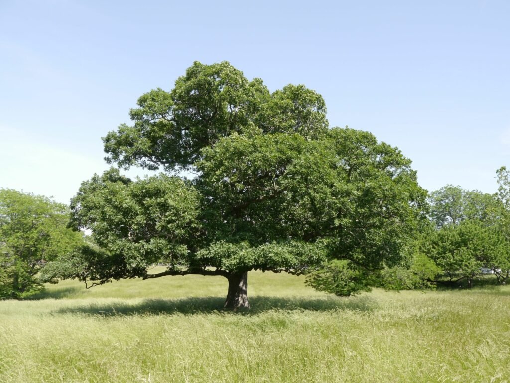 Burr Oak - Quercus macrocarpa
