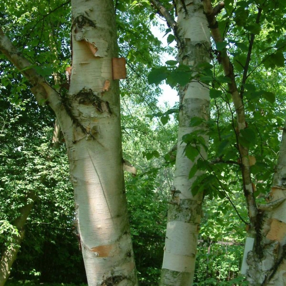 Paper Birch - Betula papyrifera