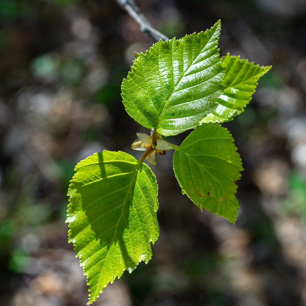 Paper Birch - Betula papyrifera