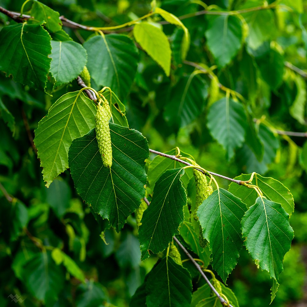 Paper Birch - Betula papyrifera