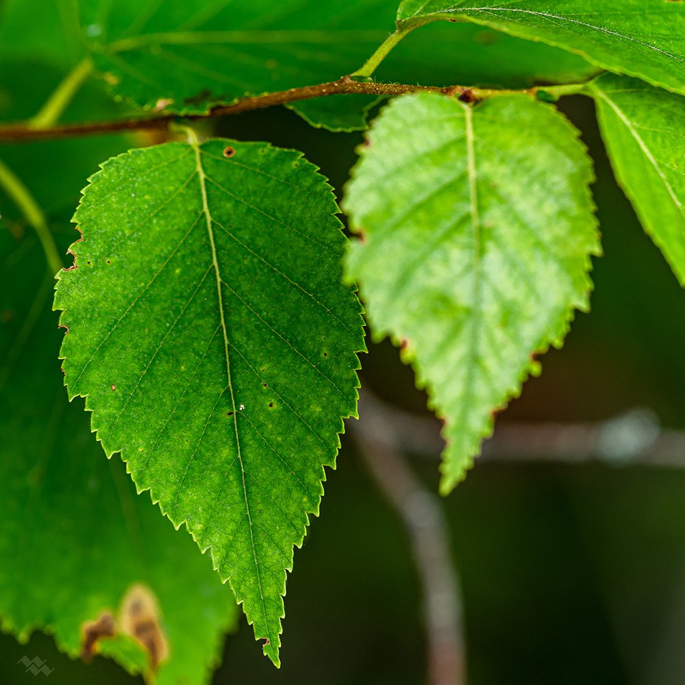 Paper Birch - Betula papyrifera