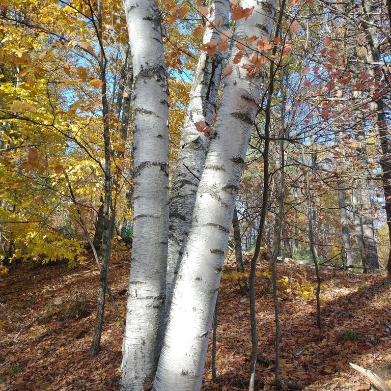 Paper Birch - Betula papyrifera