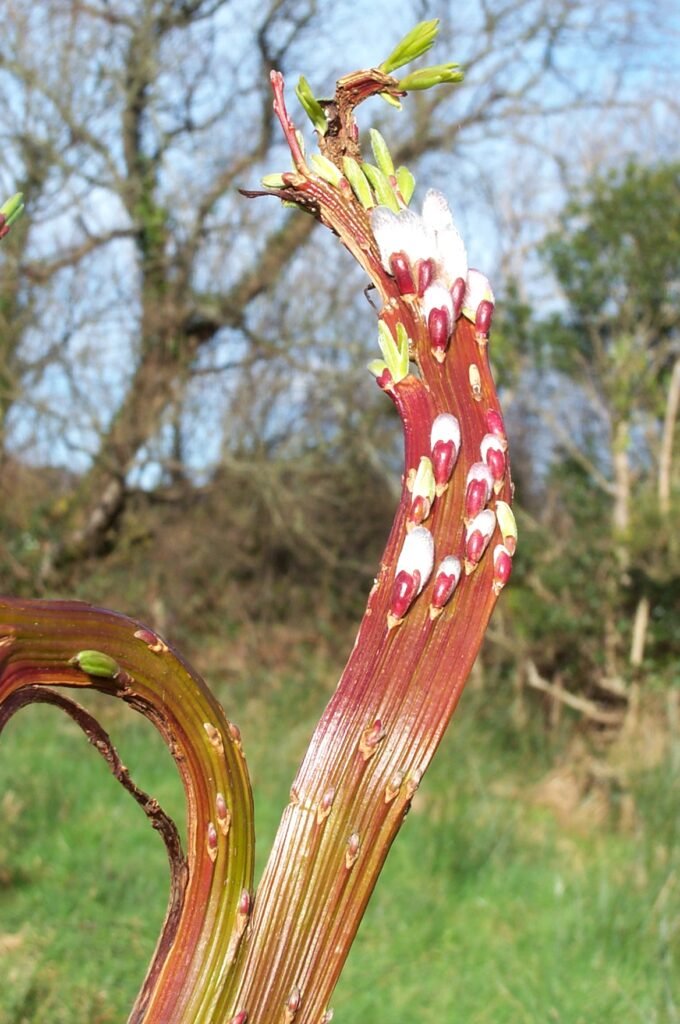 Japanese fantail willow - Salix sachalinensis