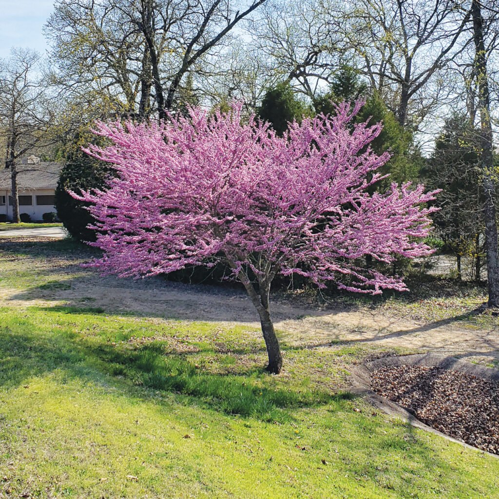 Redbud - Cercis canadensis