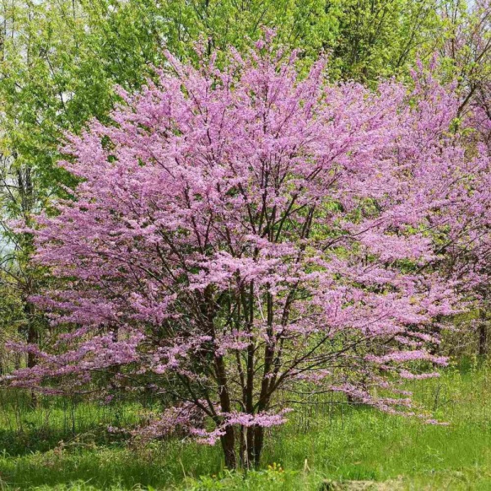 Redbud - Cercis canadensis