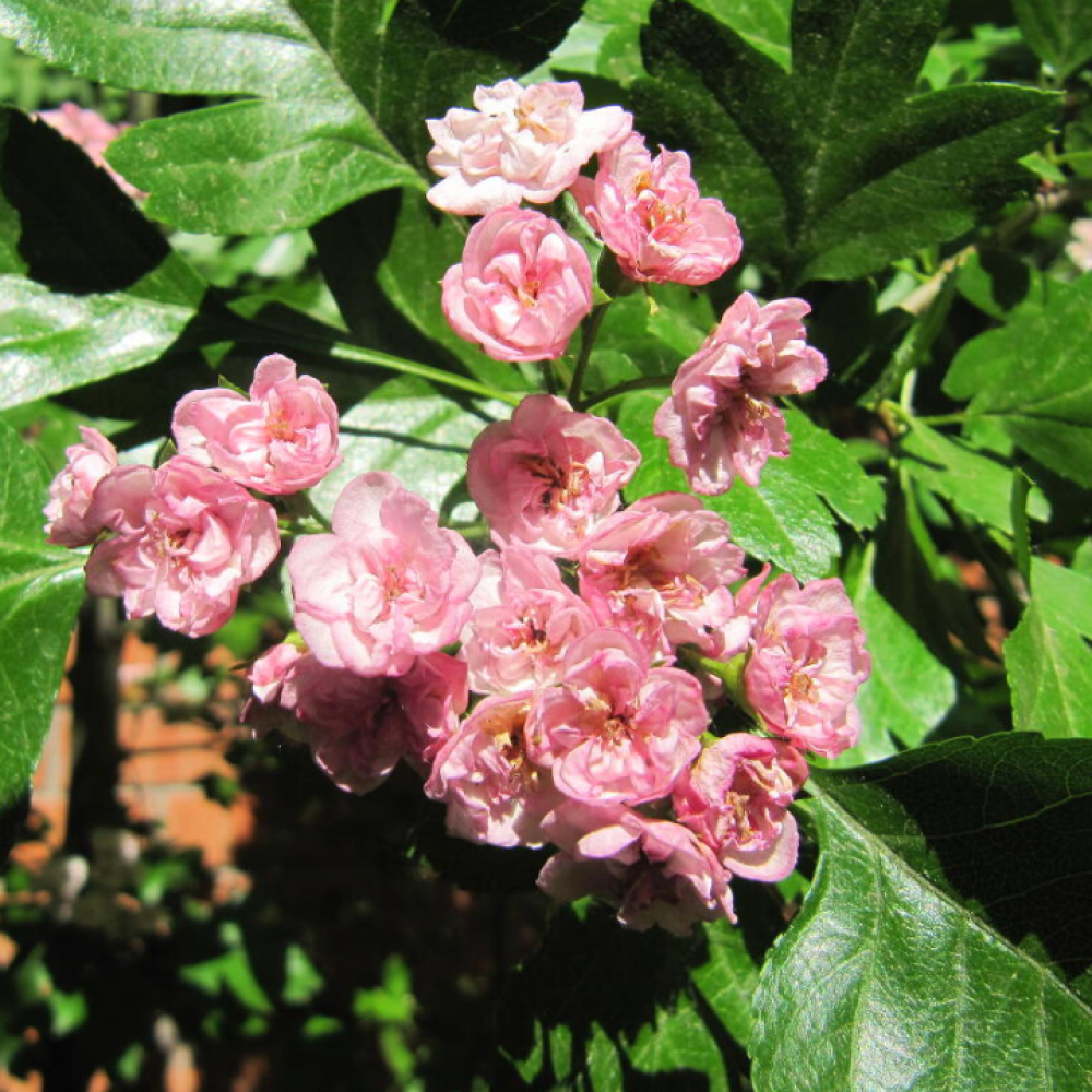 Morden hawthorn - Crataegus x mordenensis TOBA