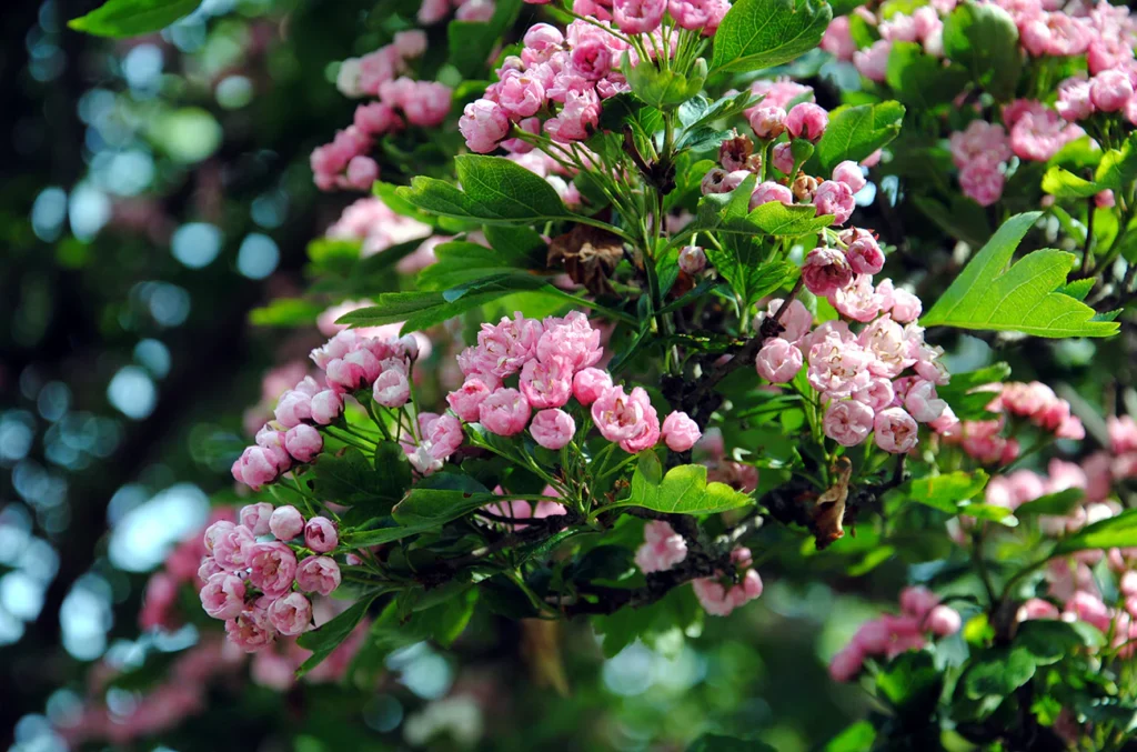 Morden hawthorn - Crataegus x mordenensis TOBA