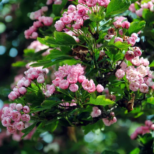 How to grow Morden hawthorn (Crataegus x mordenensis TOBA)