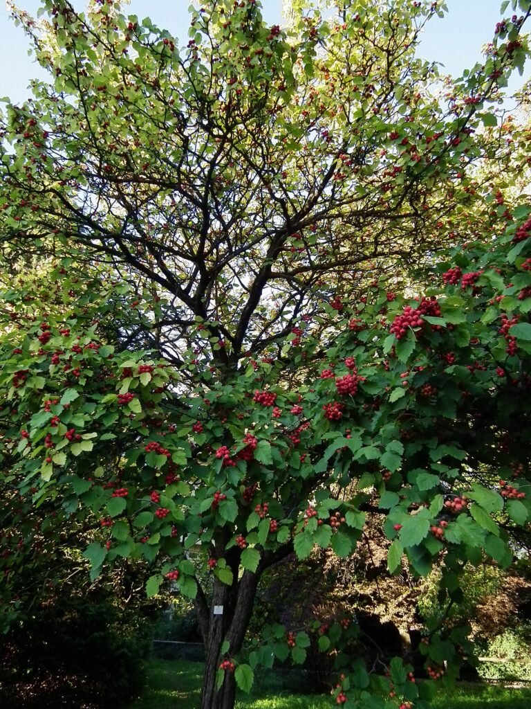 Scarlet hawthorn - Crataegus pedicellata