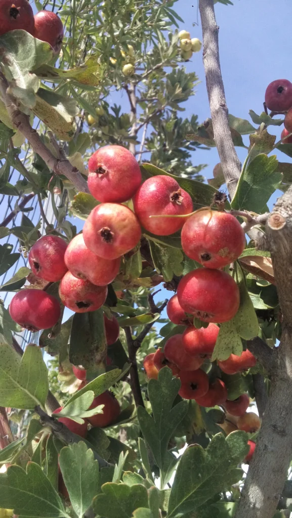 Azarole - Crataegus azarolus