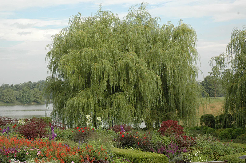 White Willow - Salix alba
