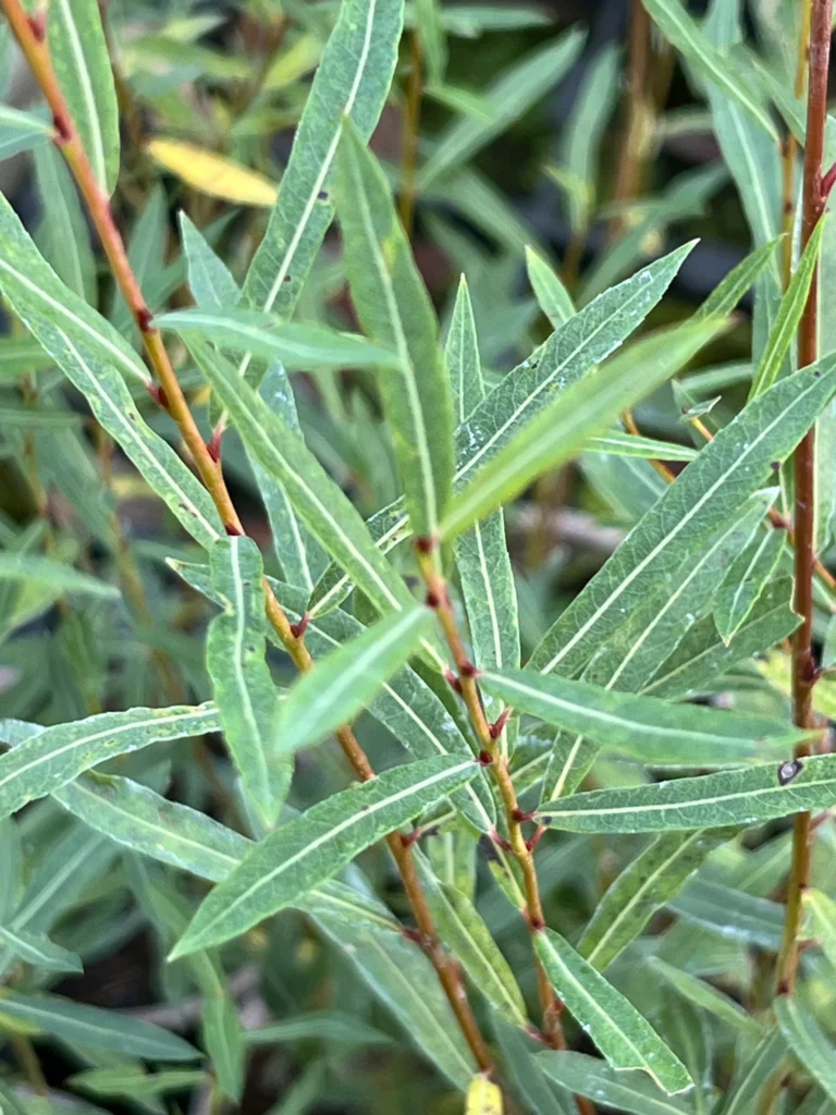 Purple Osier - Salix purpurea