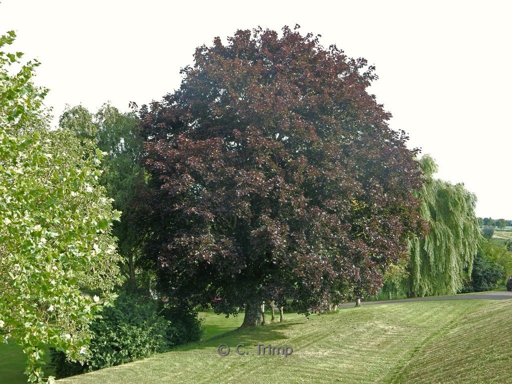 Fagus sylvatica ATROPUNICEA