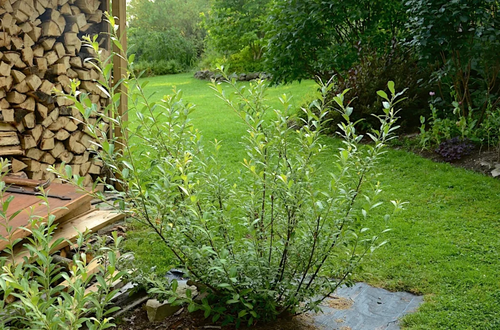 Japanese Pussy Willow - Salix gracilistyla MOUNT ASO