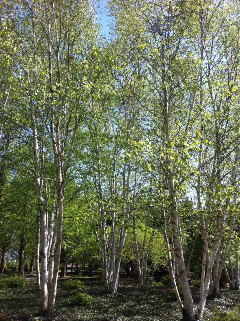 Paper Birch - Betula papyrifera