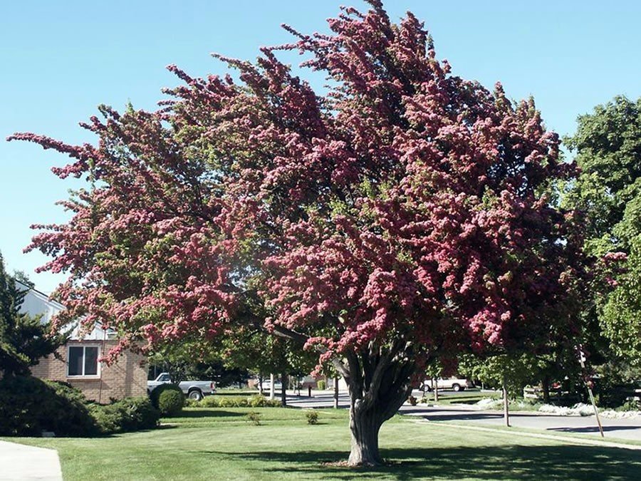 Morden hawthorn - Crataegus x mordenensis TOBA