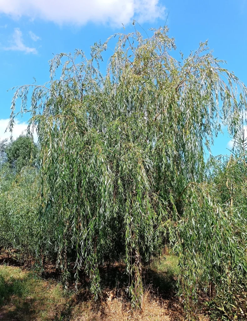 White Willow - Salix alba
