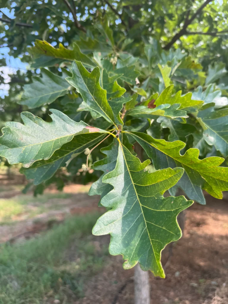 Swamp White Oak - Quercus bicolor