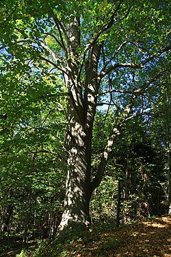 Large Leaved Lime - Tilia platyphyllos