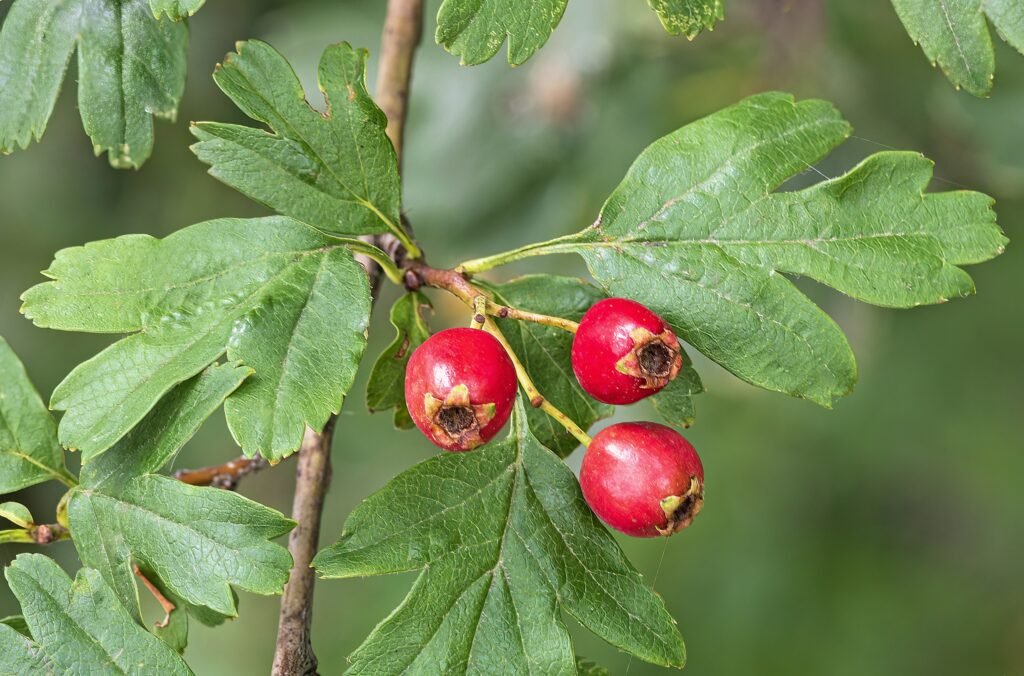 Common hawthorn - Crataegus monogyna