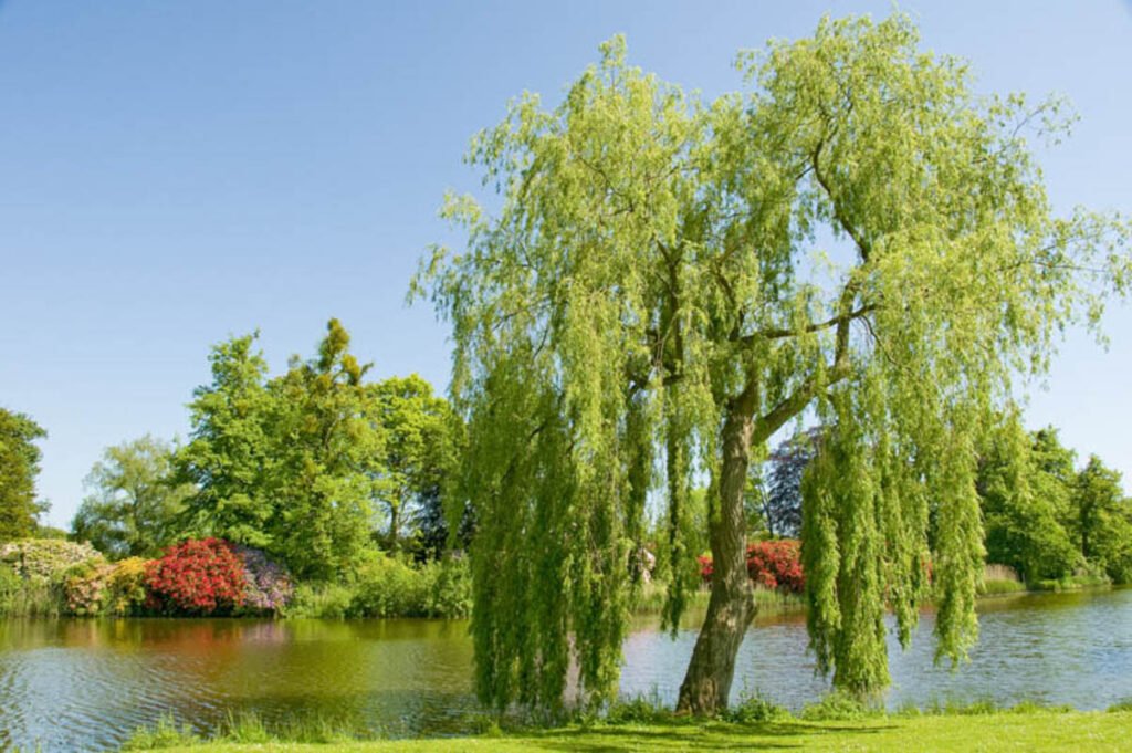 Hybrid willows - Salix hybrids - Various