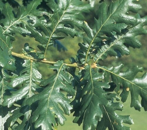 How to grow Hungarian Oak (Quercus frainetto)