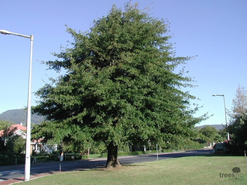 Water Oak - Quercus nigra