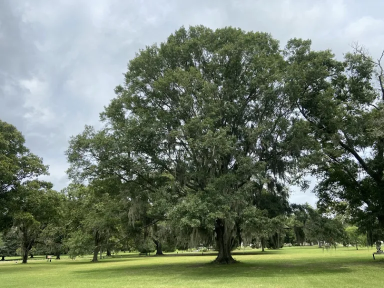Water Oak - Quercus nigra