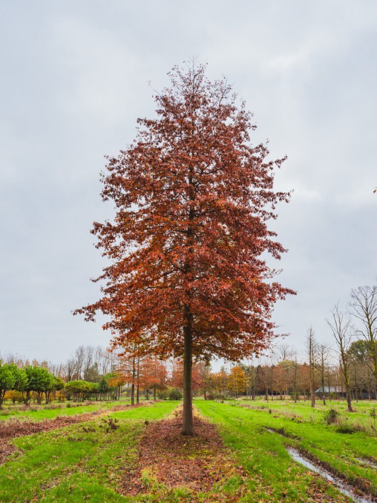 Pin Oak Quercus Palustris Pin Oak Quercus Palustris