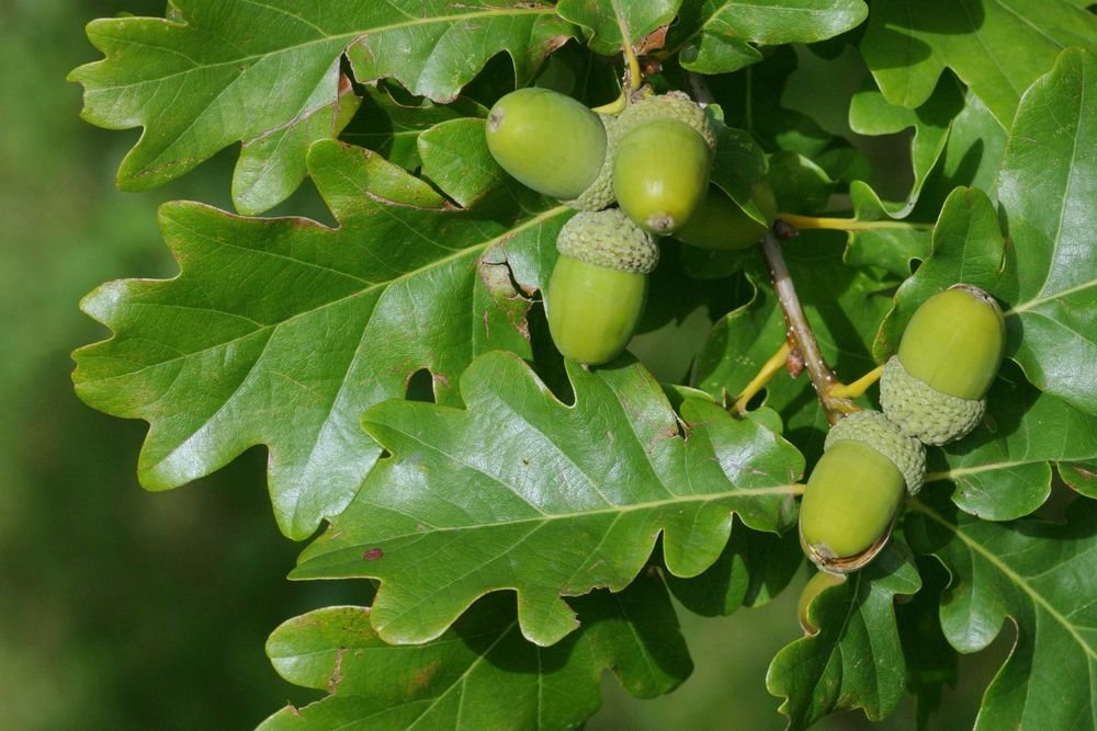 Sessile Oak - Quercus petraea