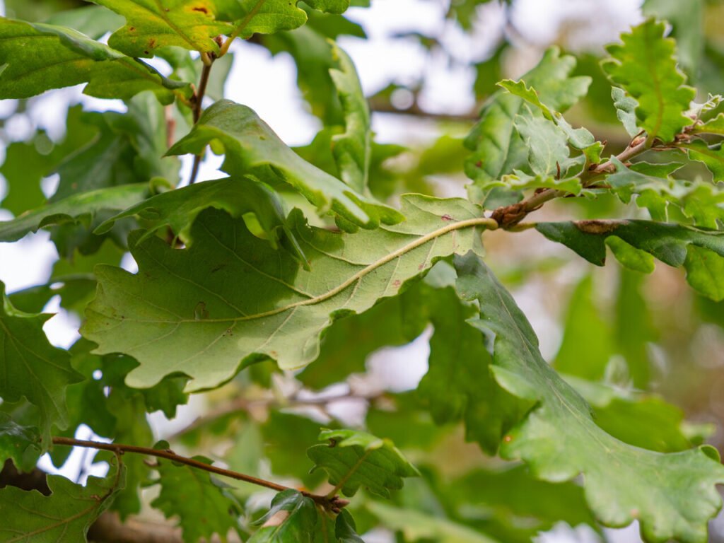 Downy Oak - Quercus pubescens