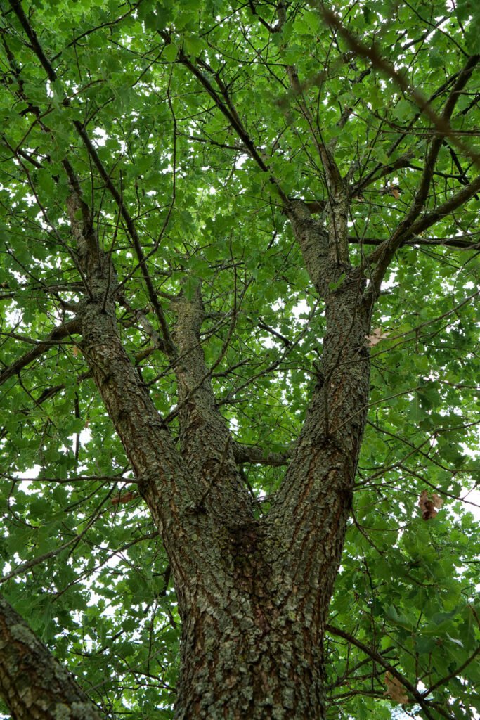 Downy Oak - Quercus pubescens