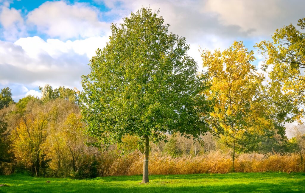 Pedunculate Oak - Quercus robur