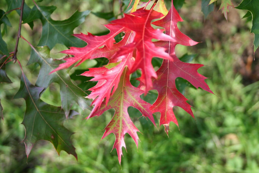 Scarlet Oak - Quercus coccinea