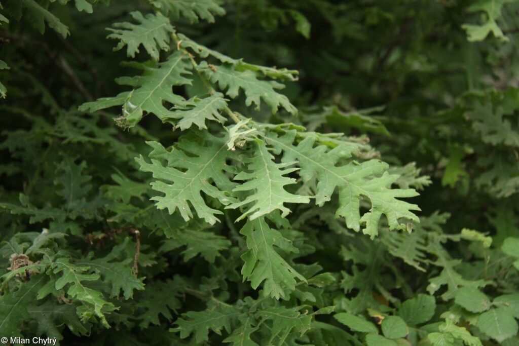 Hungarian Oak - Quercus frainetto