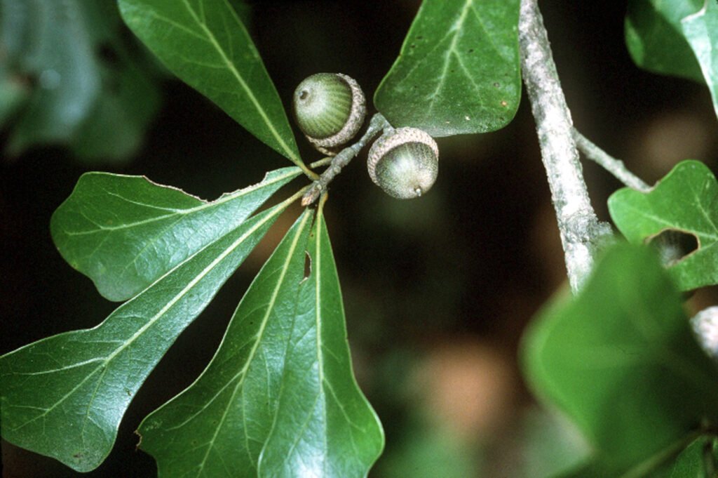 Water Oak - Quercus nigra