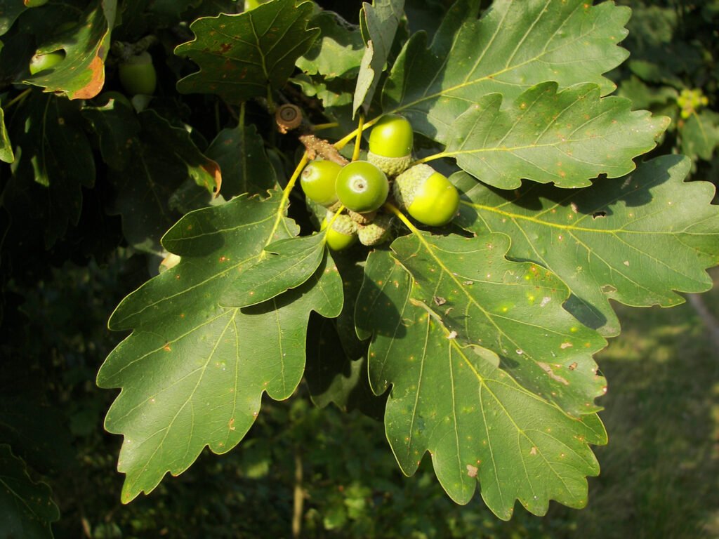 Sessile Oak - Quercus petraea