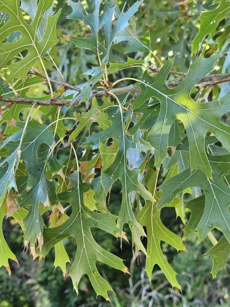 Shumard Oak - Quercus shumardii
