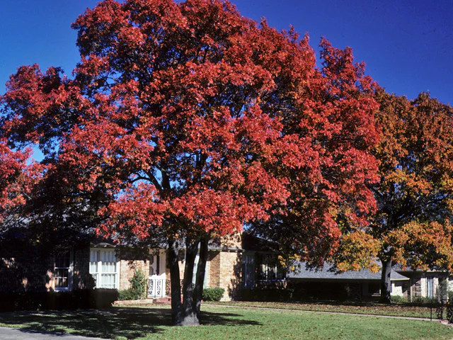 Shumard Oak - Quercus shumardii