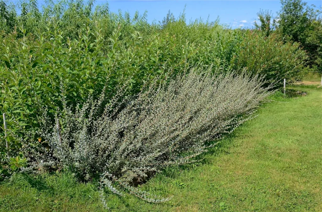 Creeping Willow - Salix repens
