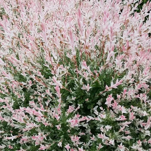 How to grow Flamingo tree (Salix integra-FLAMINGO)