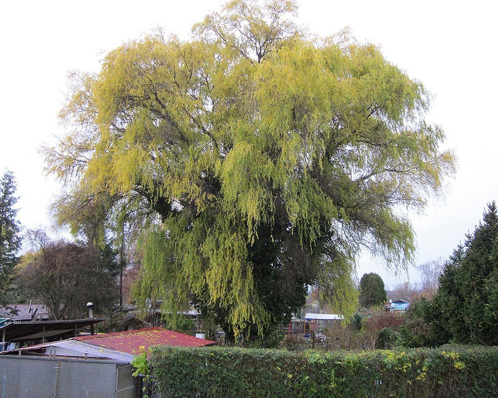 Corkscrew willow - Salix matsudana